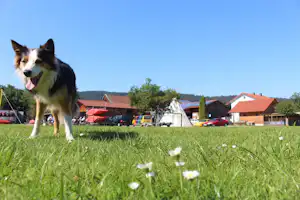 Camping aqua hema - Hund auf der Wiese vor dem Parkplatz mit den Kanus des Campingplatzes