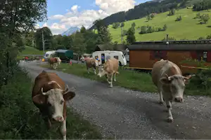 Camping Arnist - Kuhherde bei der Wanderung über den Campingplatz