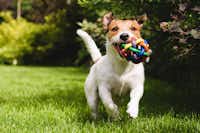 Camping Aurelia Club - Hund rennt mit Spielzeug auf dem Rasen