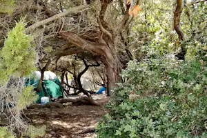 Campingplatz im Schatten großer Bäume: Zelte zwischen Ästen, schmaler Weg und Erde am Boden.