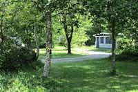 Camping Balmweid - Stellplätze unter Bäumen mit einem Mobilheim im Hintergrund