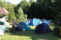 Camping Baltic (Nr. 78) - Zelte auf der Zeltwiese im Schatten der Bäume