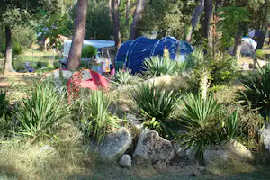 Blaues Zelt auf einem Campingplatz zwischen hohen Bäumen, mit Steinen, Zierpflanzen und einem Weg im Hintergrund.