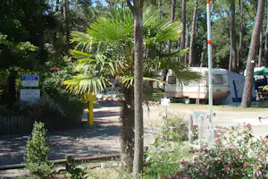 Campingweg mit Palmen und hohen Bäumen, im Hintergrund ein Wohnmobil und ein Schild am Rand.