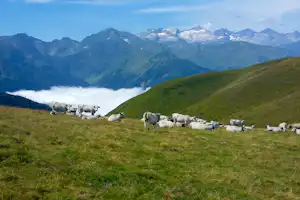 Kuhherde auf einer grünen Alpenwiese, im Hintergrund hohe Berge und ein Tal mit Nebel im Hintergrund.