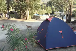 Blaues Campingzelt unter Bäumen auf einem Stellplatz, im Vordergrund Blumen und ein Hund auf dem Weg.