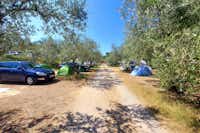 Camping Belvedere - Izola - Zelt- und Stellplätze auf dem Campingplatz