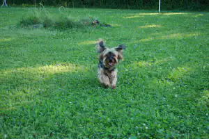 Camping Berg - Hund auf Wiese des Campingplatzes