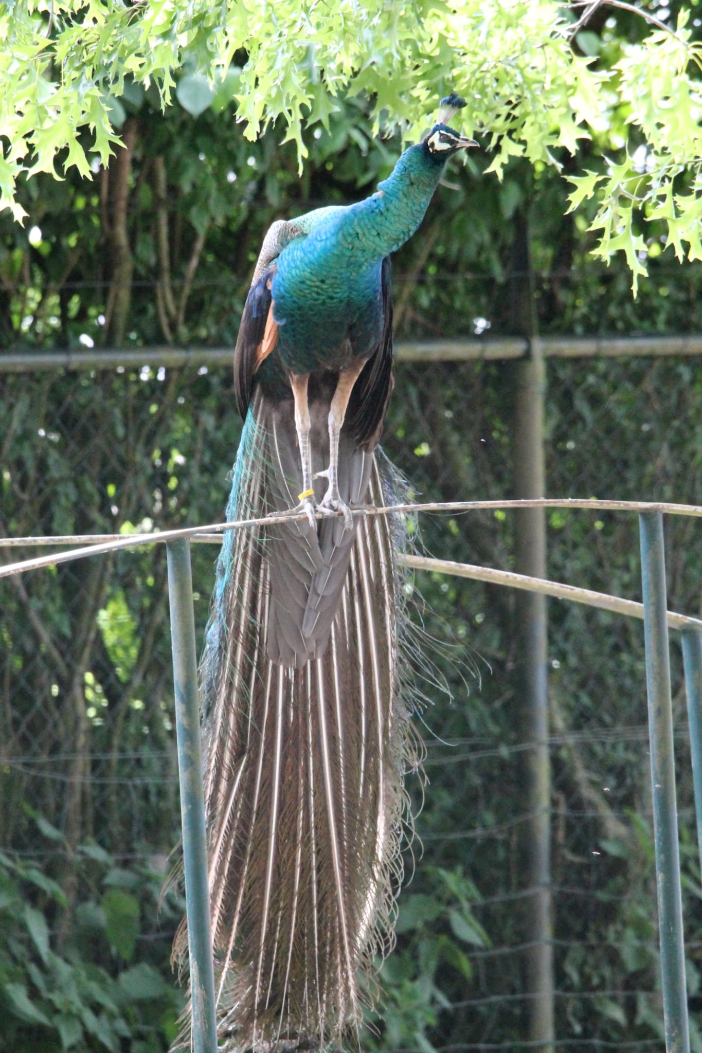 Camping Biej de Vogel