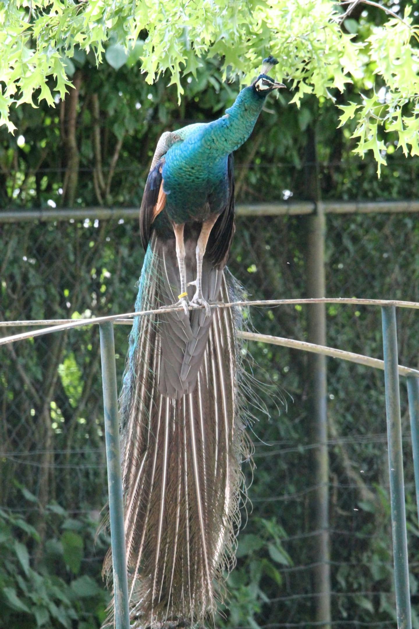 Camping Biej de Vogel