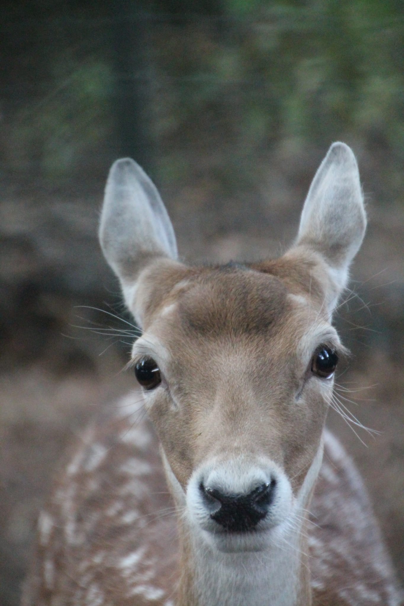 Camping Biej de Vogel