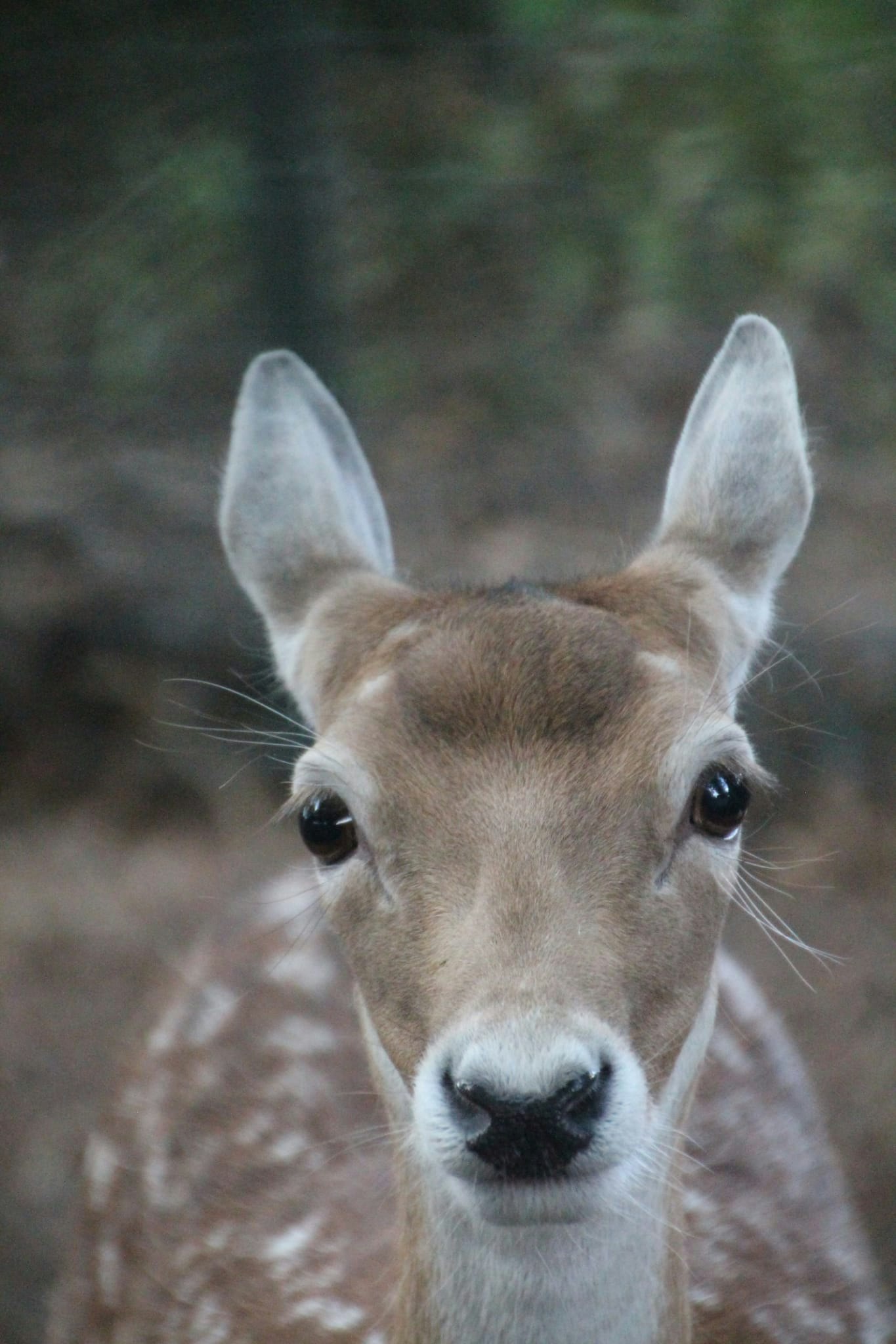Camping Biej de Vogel