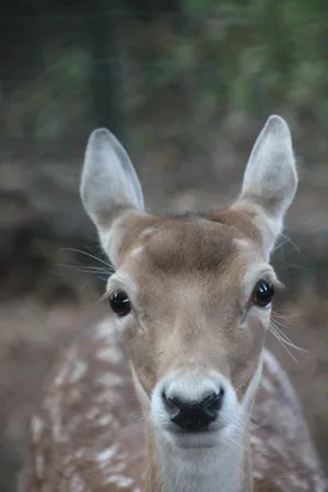 Camping Biej de Vogel