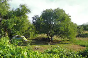 Camping Bij het oude landhuis - Stellplätze im Grünen auf dem Campingplatz