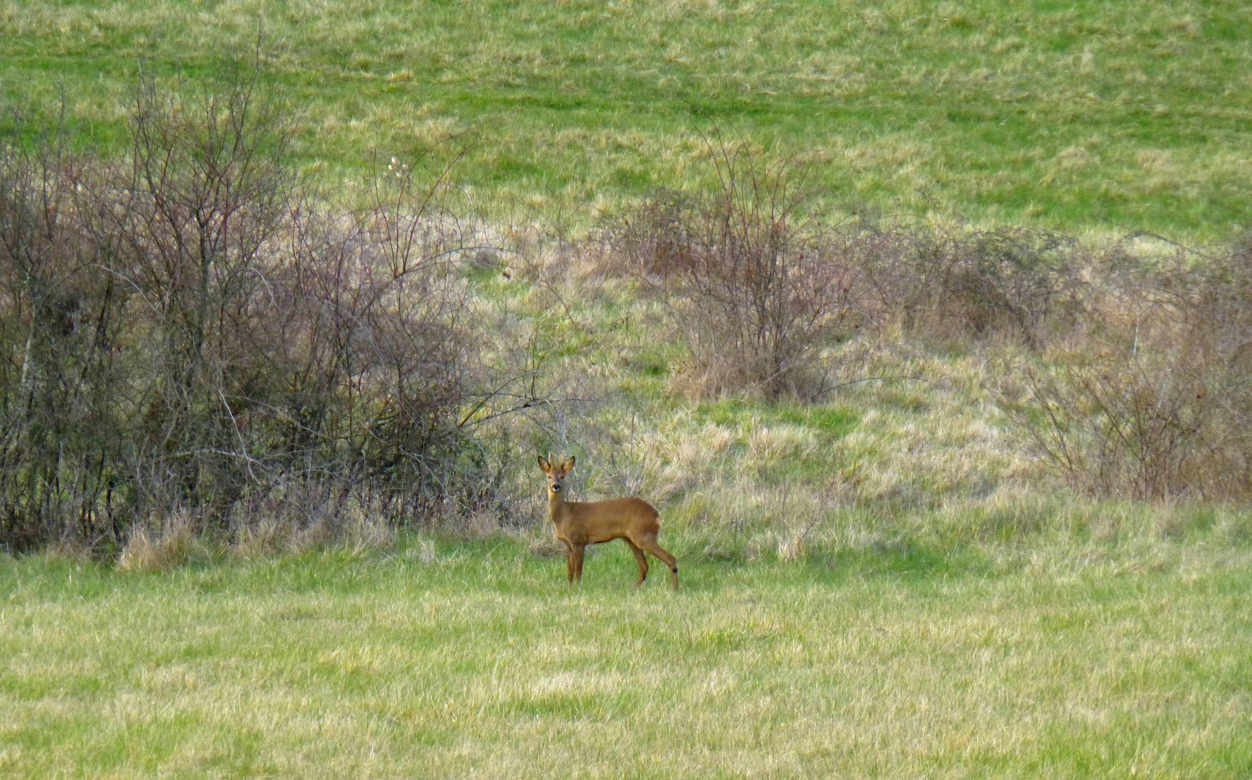 Flower Camping Les Terrasses de Dordogne