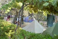 Camping Blucamp - Zelte auf der Platzwiese zwischen Bäumen