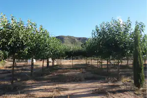 Camping Bola - Garten auf dem Gelände vom Campingplatz