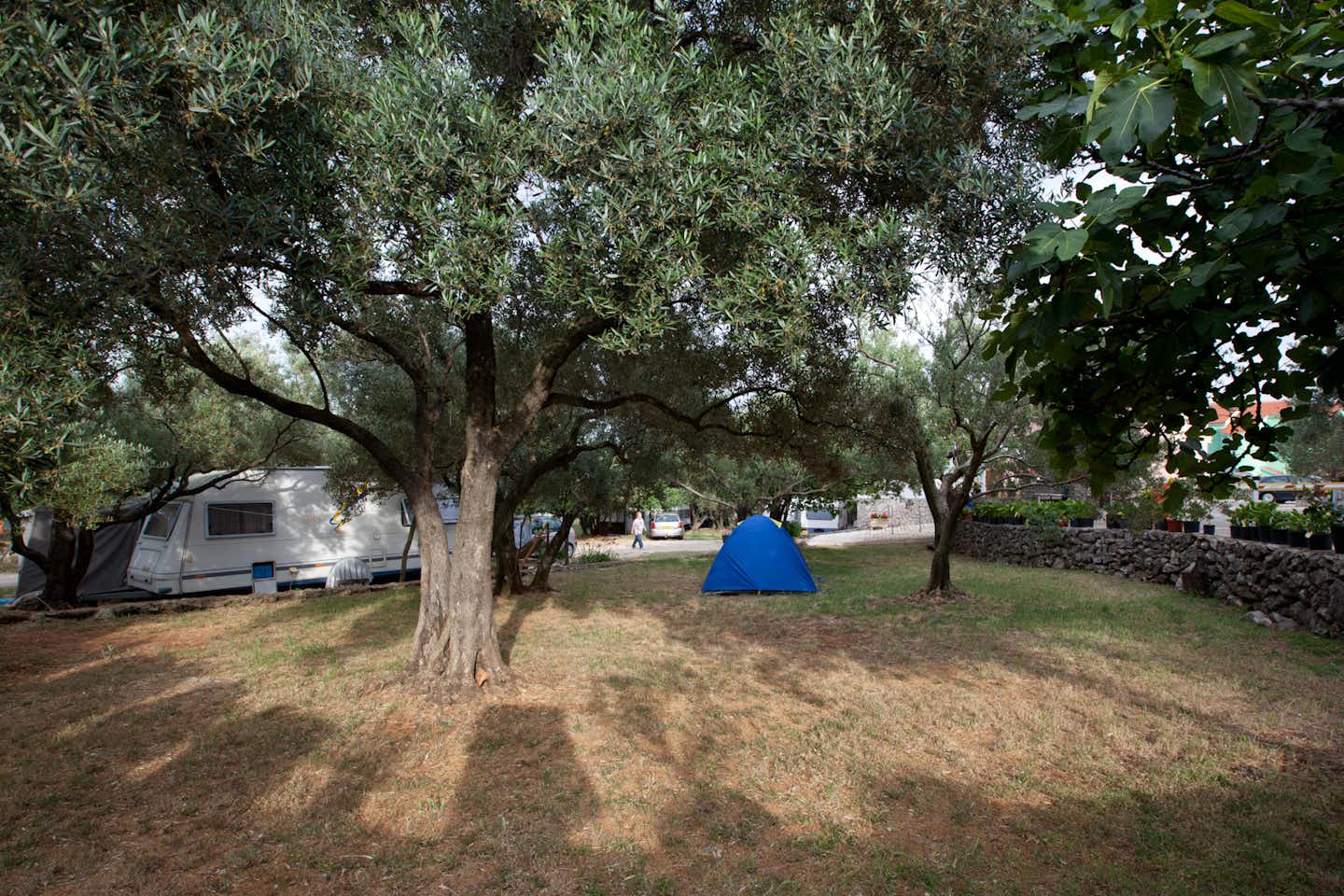 Camping Bor -  Campingbereich für Zelte und Wohnwagen im Schatten der Bäume