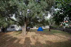 Camping Bor - Campingbereich für Zelte und Wohnwagen im Schatten der Bäume
