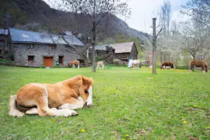 Camping Bordes de Graus - Pferde auf dem Campingplatz