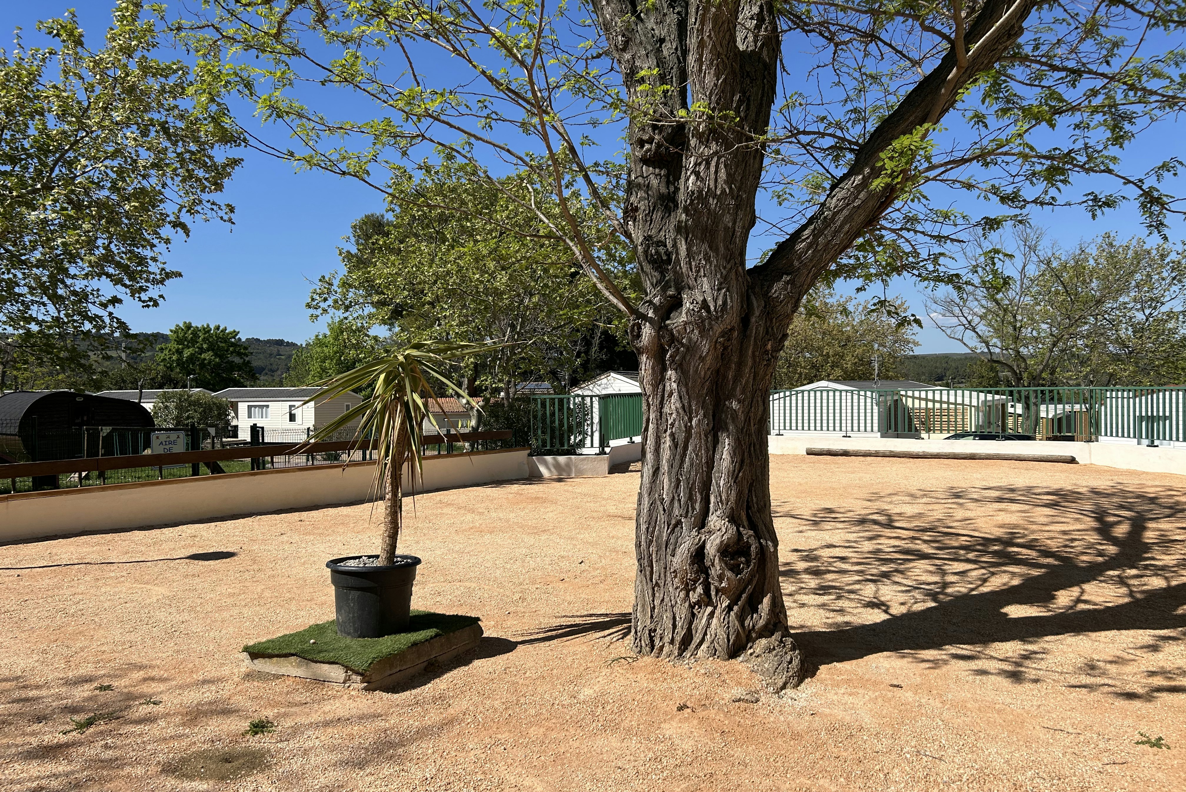 Großer Baum auf einem gepflasterten Campingplatz, daneben Wohnwagen und ein weißes Gebäude mit Zaun und grünen Hecken.