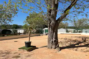 Großer Baum auf einem gepflasterten Campingplatz, daneben Wohnwagen und ein weißes Gebäude mit Zaun und grünen Hecken.