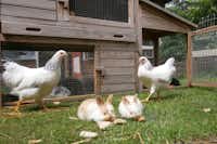 Camping Bosbad Zwinderen - Hühner und Kaninchen im Bauernhof vom Campingplatz