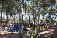 Camping Bosco Selva - Zeltplatz vom Campingplatz unter Bäumen