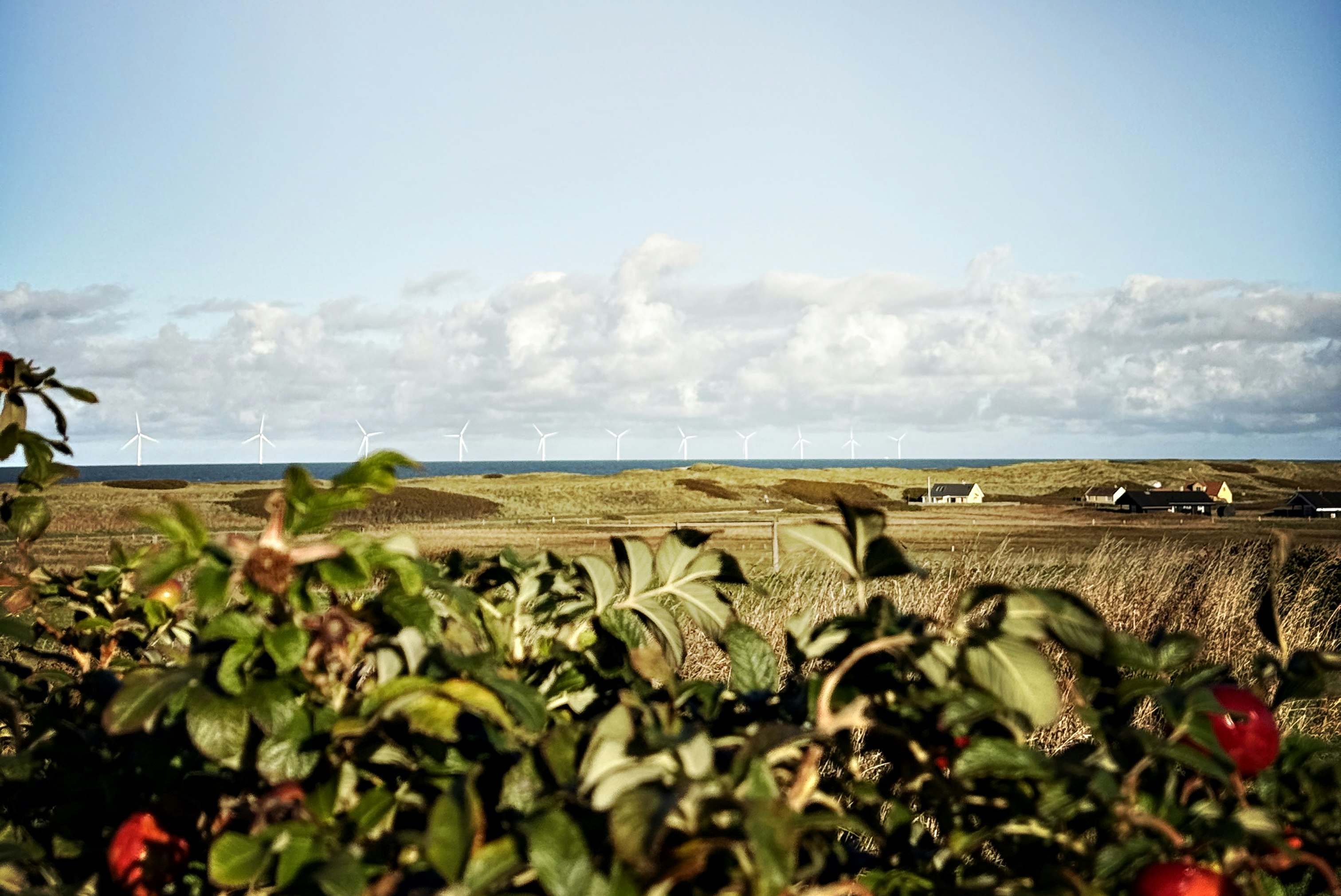 Bovbjerg Camping - Blick in die Umgebung des Campingplatzes mit Meer im Hintergrund