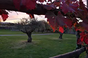 Rote Weinreben an einem Holzgeländer, dahinter ein grüner Rasen und mehrere Bäume auf dem Campingplatz.
