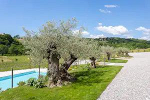 Olivenbäume am Rand eines Camping-Schwimmbeckens, gepflegter Rasen und Kiesweg, im Hintergrund grüne Hügel und Gebäude.