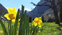 Camping Breithorn - regionale Blumen des Campingplatzes Umgebung