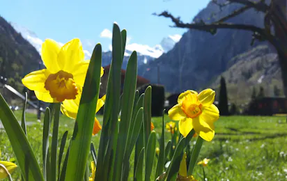 Camping Breithorn