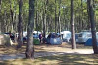 Camping Bremontier - Stellplätze auf der Wiese unter den Seekiefern