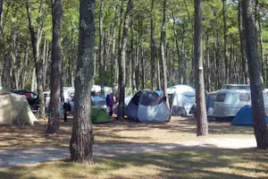 Zeltplatz im Wald: mehrere Zelte zwischen hohen Kiefern, ein Weg und geparkte Autos am Rand des Campinggeländes.