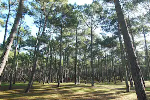 Waldweg durch einen Nadelwald mit hohen Bäumen und Lichtschatten auf dem grasigen Boden.