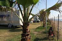 Camping Calabrisella - Wohnmobile hinter Palmen auf dem Campingplatz