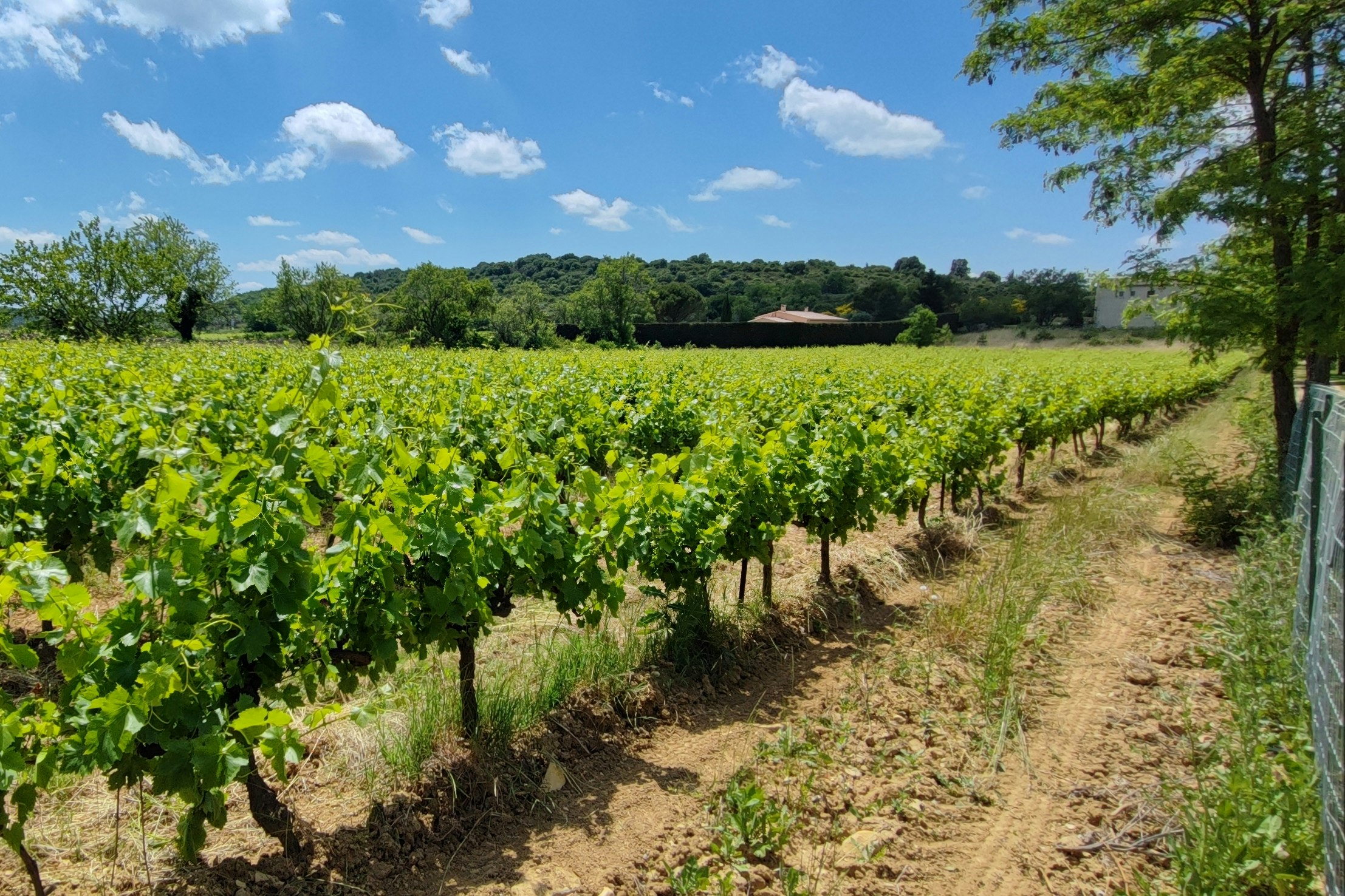 Camping Carrefour De L'Ardèche - Blick auf die Weinberge in der Umgebung des Campingplatzes