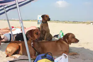 Camping Castell Mar - Hundestrand in der Nähe vom Campingplatz
