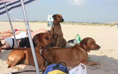 Camping Castell Mar