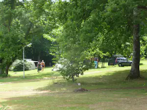 Campingwiese mit großen Bäumen, Wohnwagen im Hintergrund und geparktem Auto am Rand des Platzes.