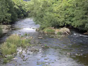 Ein Fluss mit Stromschnellen und Steinen im klaren Wasser, umgeben von dichtem grünem Wald und Ufervegetation.