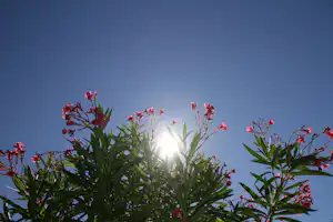 Camping Château Le Haget - Blumen auf dem Campingplatz