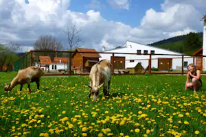 Camping Chvalšiny - Streichelzoo auf dem Campingplatz