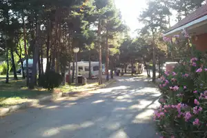 Campingplatz-Allee mit Wohnmobilen zwischen Bäumen, gepflasterter Weg und lila Blumen am Rand.