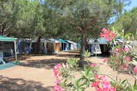 Camping Club Degli Amici - Wohnwagen- und Zeltstellplatz zwischen Bäumen
