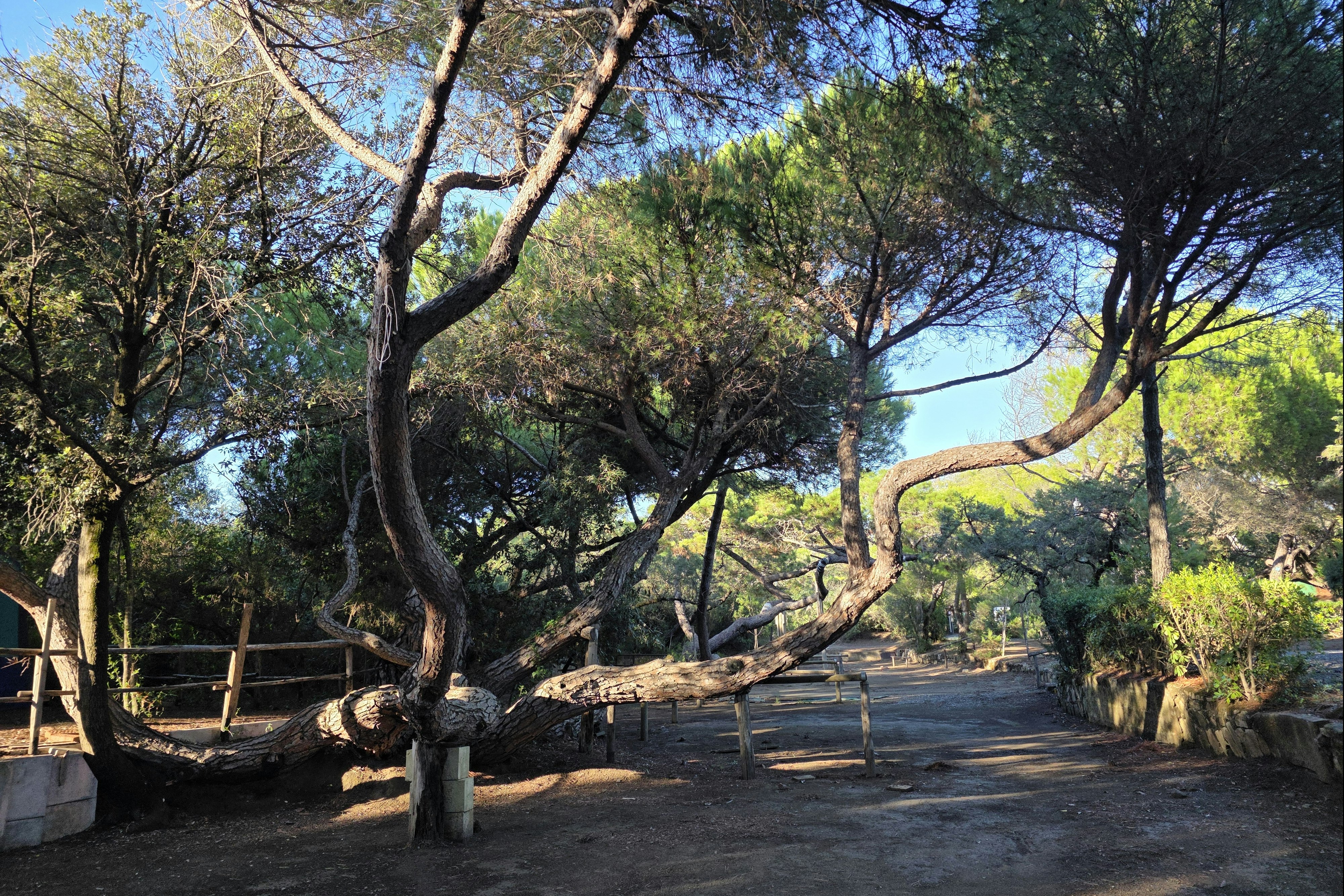 Waldweg auf einem Campingplatz mit großen Bäumen, Holzstegen und einem kleinen Sitzbereich am Rand.