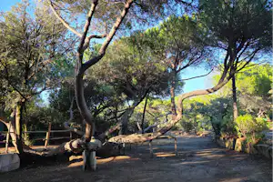 Waldweg auf einem Campingplatz mit großen Bäumen, Holzstegen und einem kleinen Sitzbereich am Rand.
