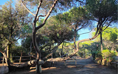 Continental Camping Village (Marina di Castagneto-Donoratico)