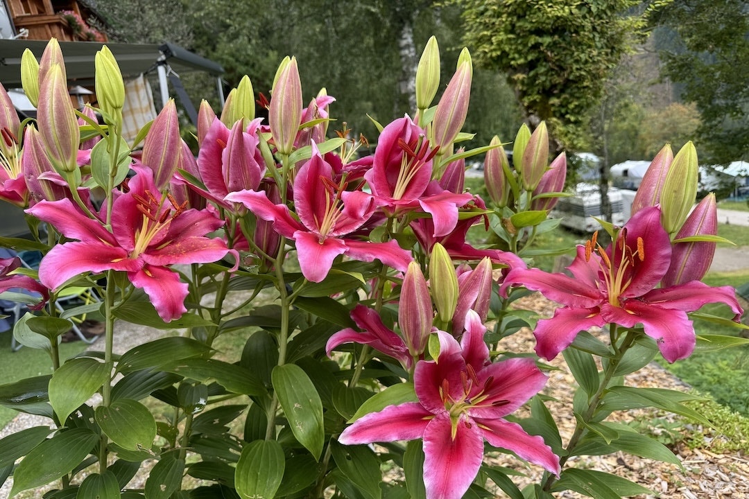 Camping Dachstein - Rosa Blumen auf dem Campingplatz